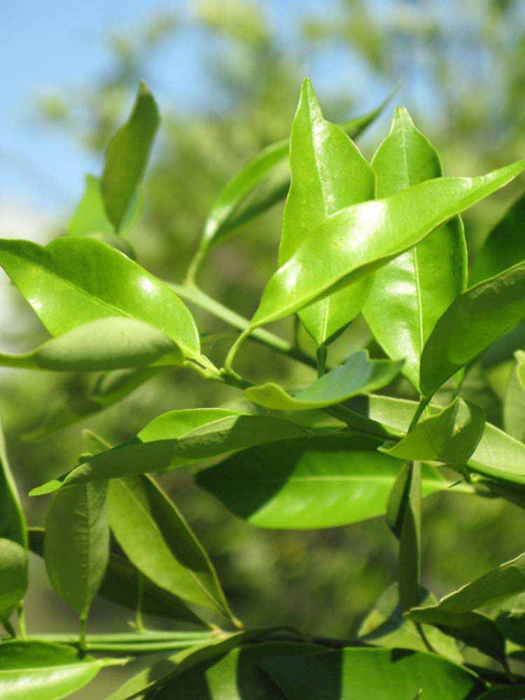              Sun leaves (Winter Haven, FL)       